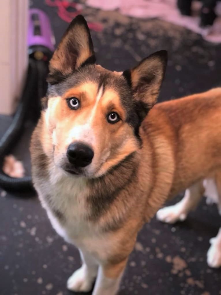 Kai, a Shetland Sheepdog and Siberian Husky mix tested with EmbarkVet.com