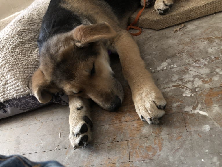 Shainee, a German Shepherd Dog and Australian Cattle Dog mix tested with EmbarkVet.com