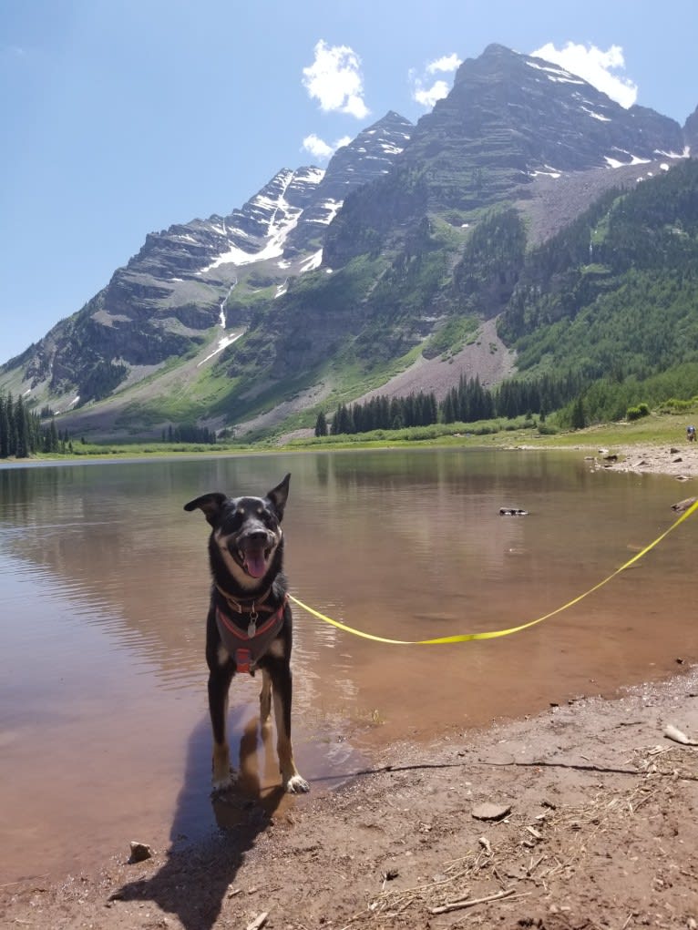 Remington, a Labrador Retriever and German Shepherd Dog mix tested with EmbarkVet.com