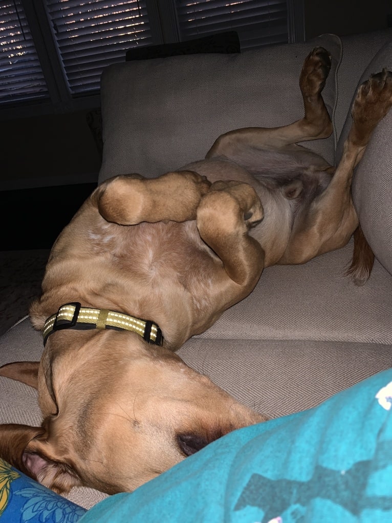 Chief, a German Shorthaired Pointer and Labrador Retriever mix tested with EmbarkVet.com