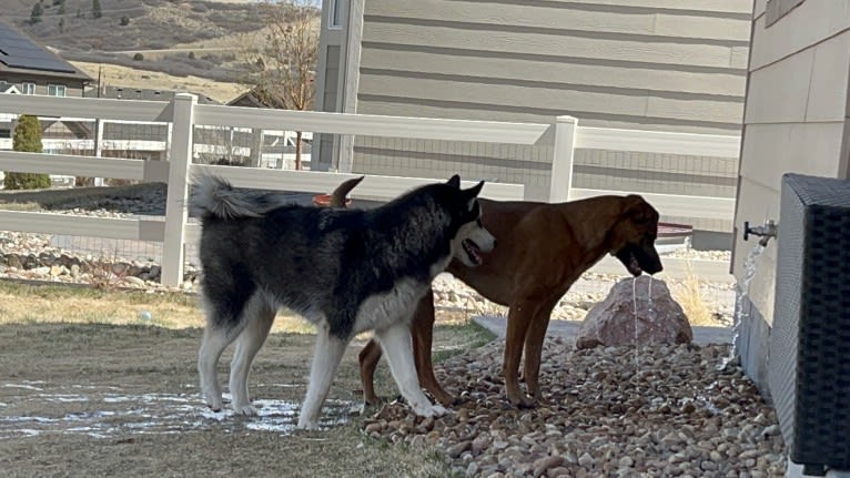 Drake Flynn, a Siberian Husky tested with EmbarkVet.com