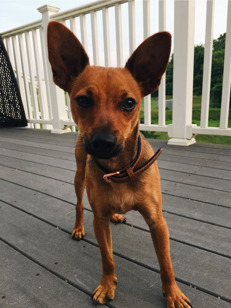 Pip, a Miniature Pinscher and Chihuahua mix tested with EmbarkVet.com