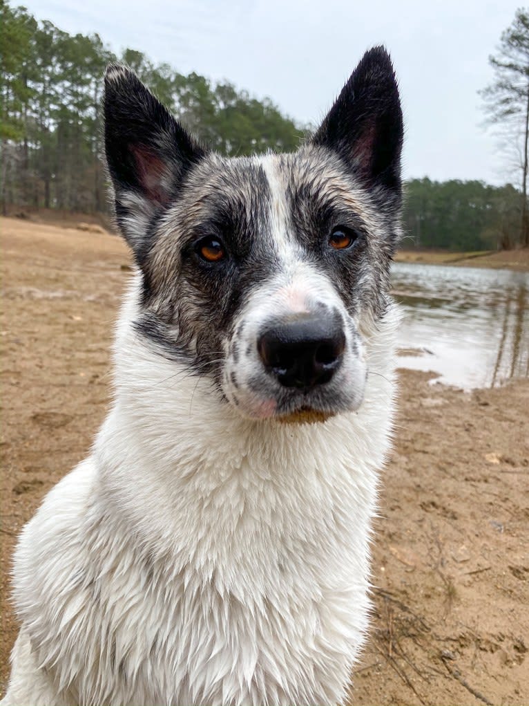 Iso, a Siberian Husky and Australian Cattle Dog mix tested with EmbarkVet.com