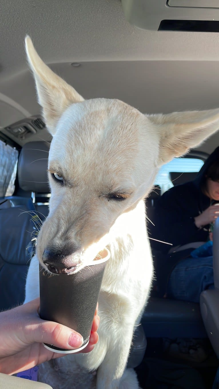 Princess Luna Rose, an Australian Cattle Dog and Siberian Husky mix tested with EmbarkVet.com