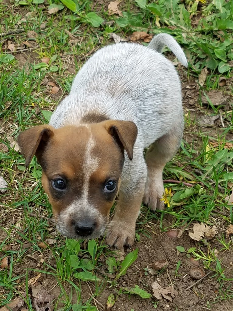 Tulsa Bleu, an Australian Cattle Dog and American Pit Bull Terrier mix tested with EmbarkVet.com