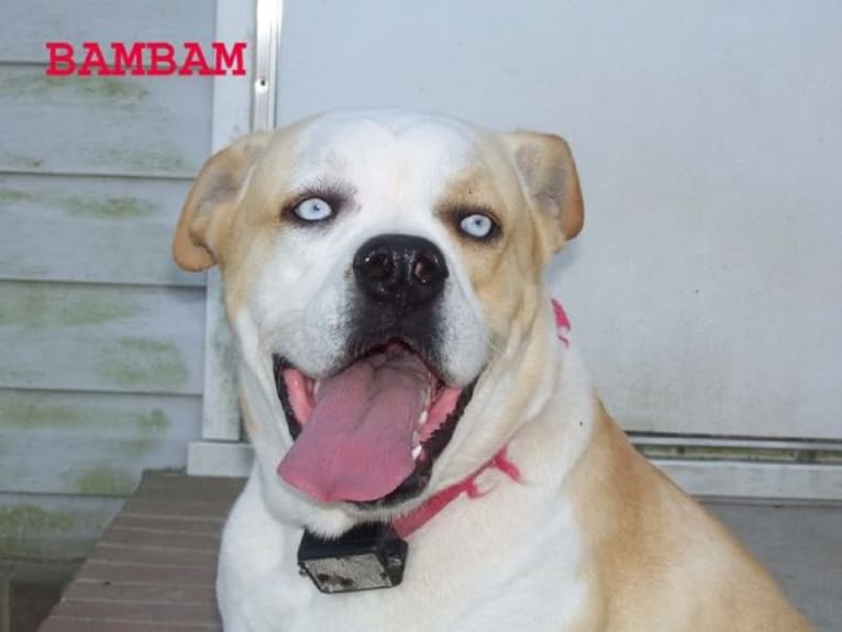Bambam, a Boxer and Bulldog mix tested with EmbarkVet.com