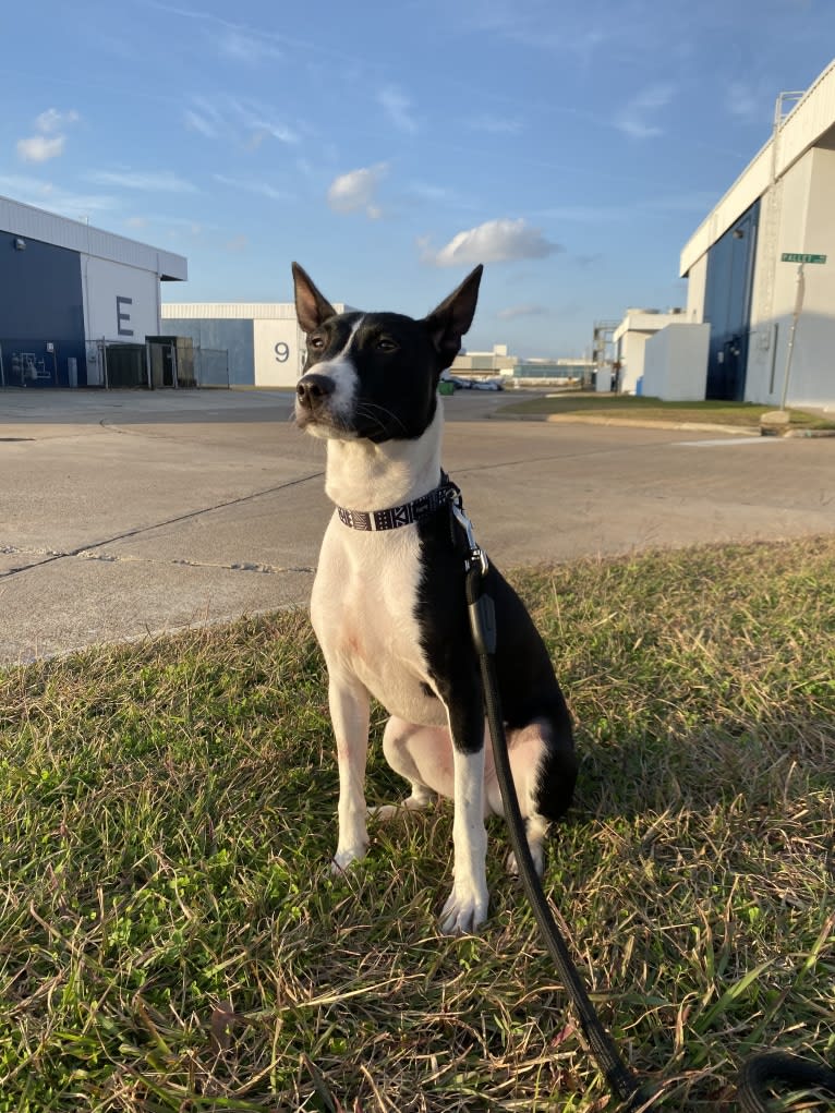 Kovu, a Basenji tested with EmbarkVet.com