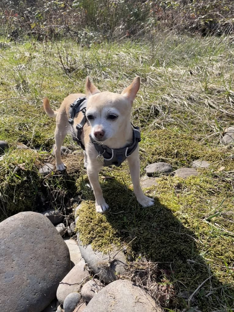 Rylie, a Chihuahua tested with EmbarkVet.com