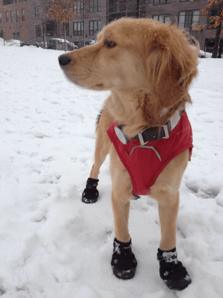 Wolfe, a Cocker Spaniel and Mountain Cur mix tested with EmbarkVet.com