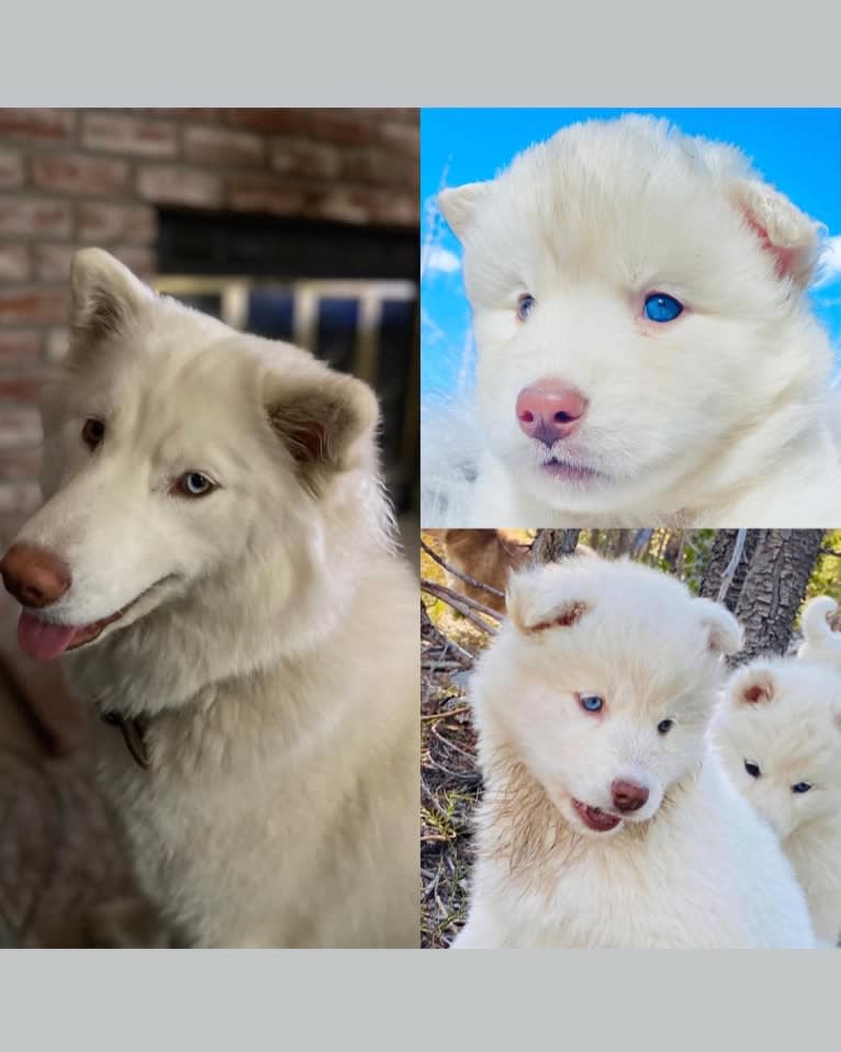 Aspen of Freedom Huskies, a Siberian Husky tested with EmbarkVet.com