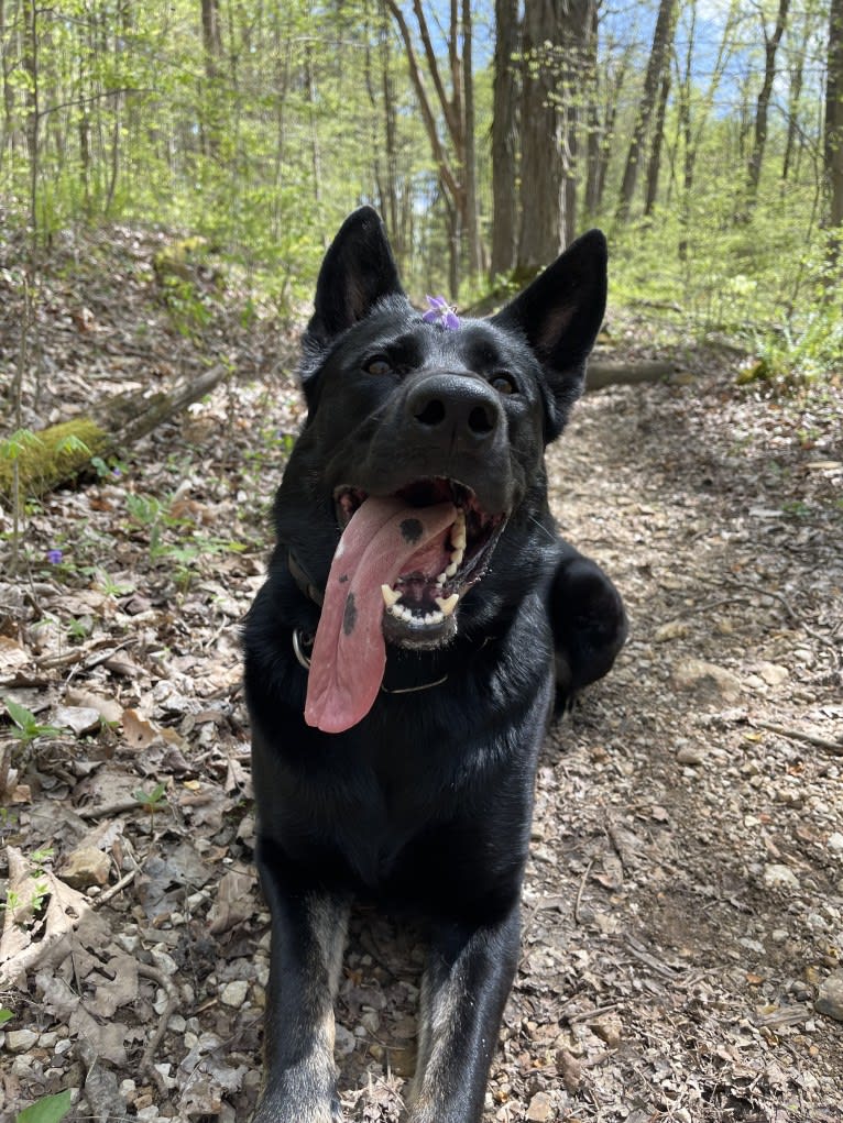 Pashka, a German Shepherd Dog tested with EmbarkVet.com