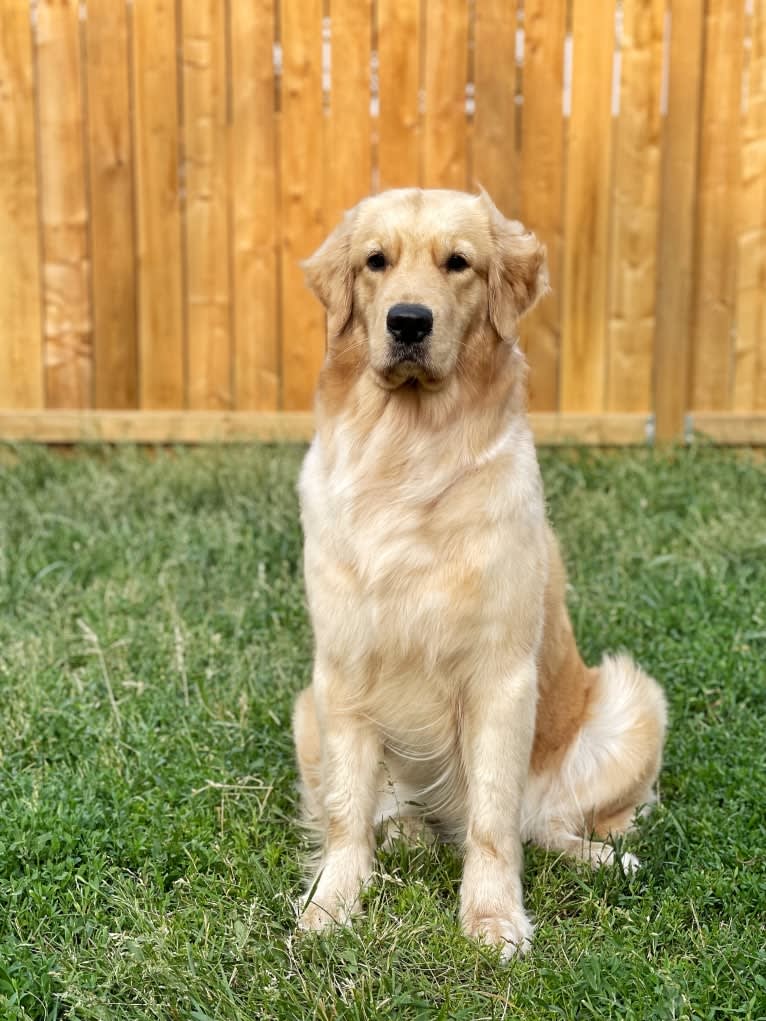 Alita, a Golden Retriever tested with EmbarkVet.com