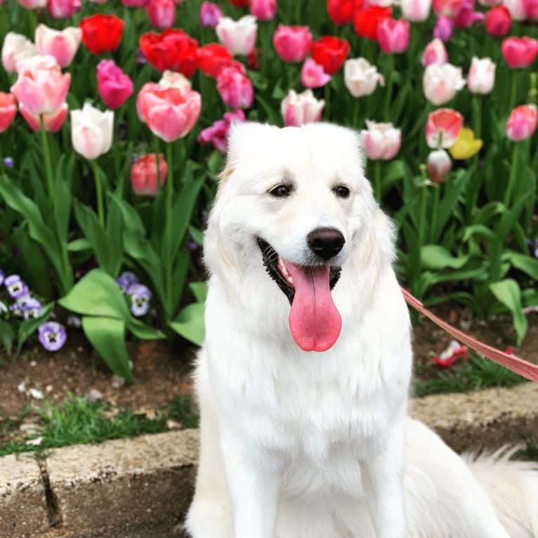 Lola, a Great Pyrenees and Rottweiler mix tested with EmbarkVet.com