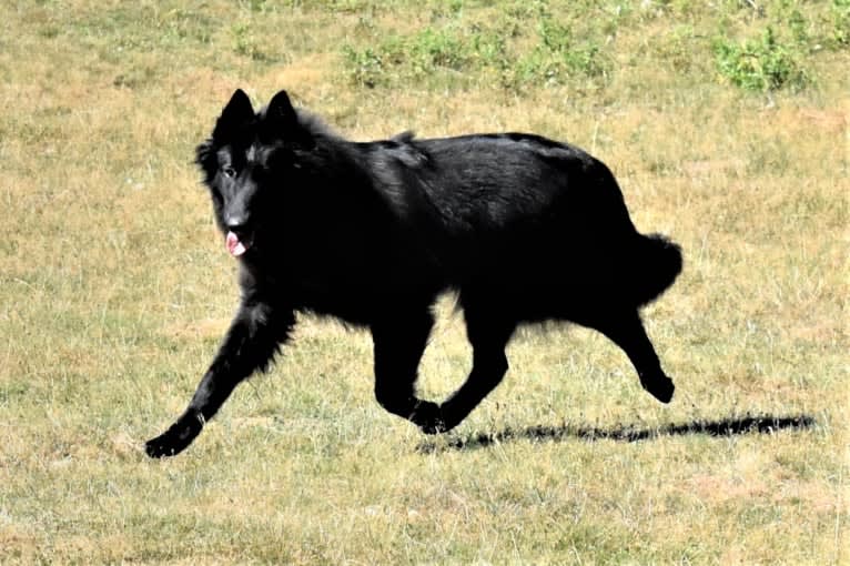 Vivi, a Belgian Shepherd tested with EmbarkVet.com