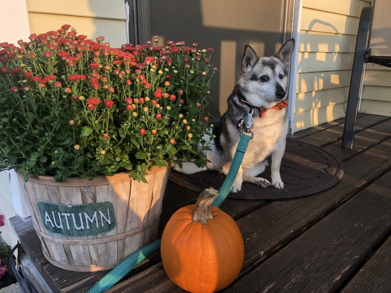 Midge, a Chihuahua and Australian Shepherd mix tested with EmbarkVet.com