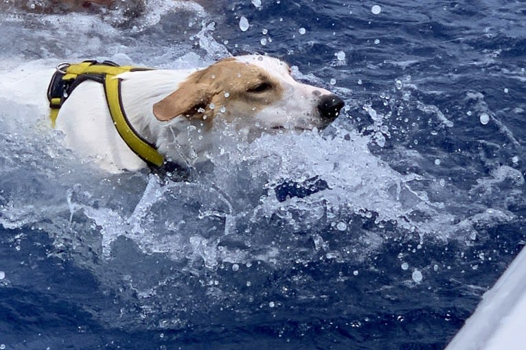 Banbury Cross Berlin, a Carolina Dog tested with EmbarkVet.com