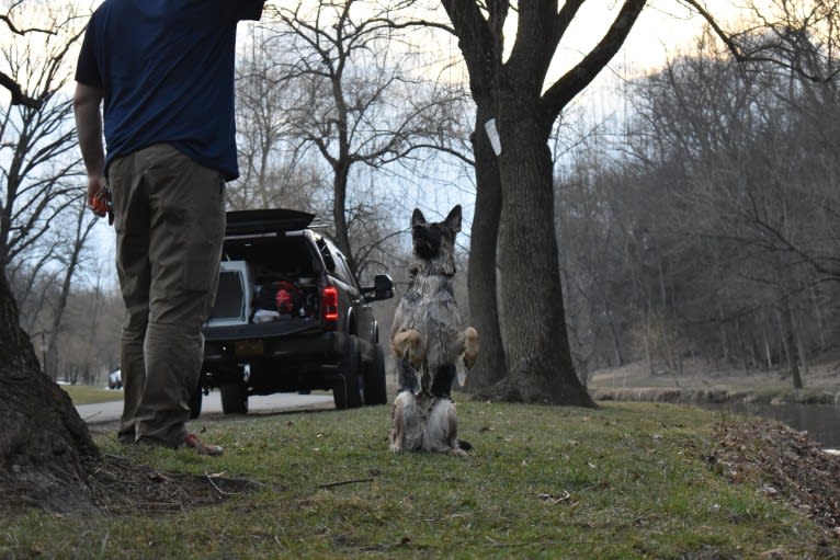 Arya, a German Shepherd Dog tested with EmbarkVet.com