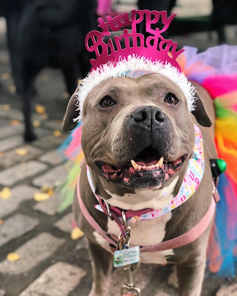 Stevie Nicks, an American Staffordshire Terrier tested with EmbarkVet.com