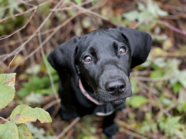 Spree, a German Shorthaired Pointer and Alaskan-type Husky mix tested with EmbarkVet.com