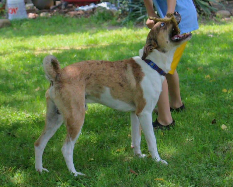 Thor, a Boston Terrier and Siberian Husky mix tested with EmbarkVet.com