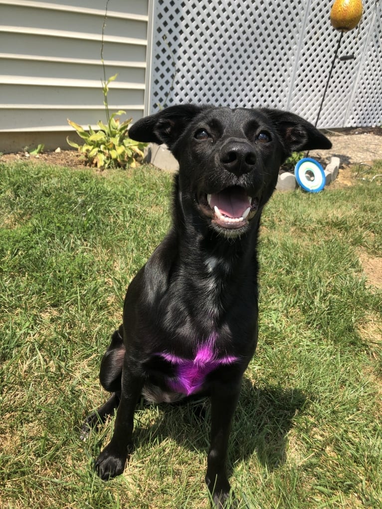 Nala, a Border Collie and American Pit Bull Terrier mix tested with EmbarkVet.com