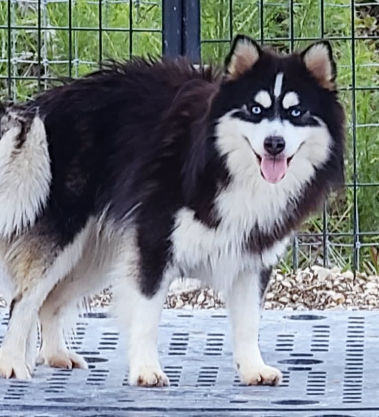 Kiro, a Pomsky tested with EmbarkVet.com