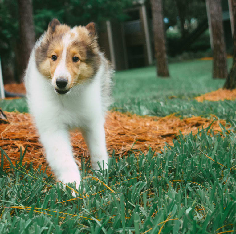 Nyx Rossie, a Collie tested with EmbarkVet.com