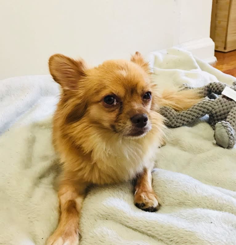 Photo of Lucas, a Chihuahua and Yorkshire Terrier mix in New York, USA