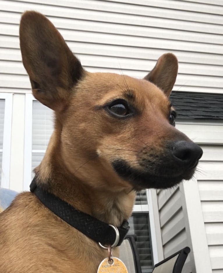 Pip, a Miniature Pinscher and Chihuahua mix tested with EmbarkVet.com