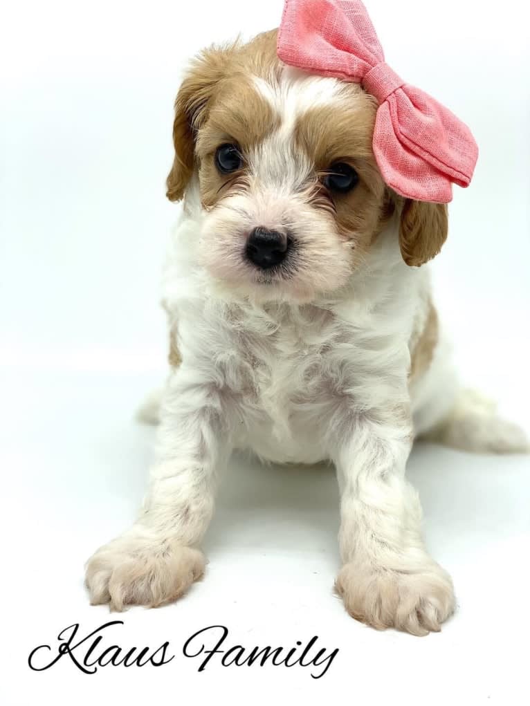 Emma, a Cavapoo tested with EmbarkVet.com