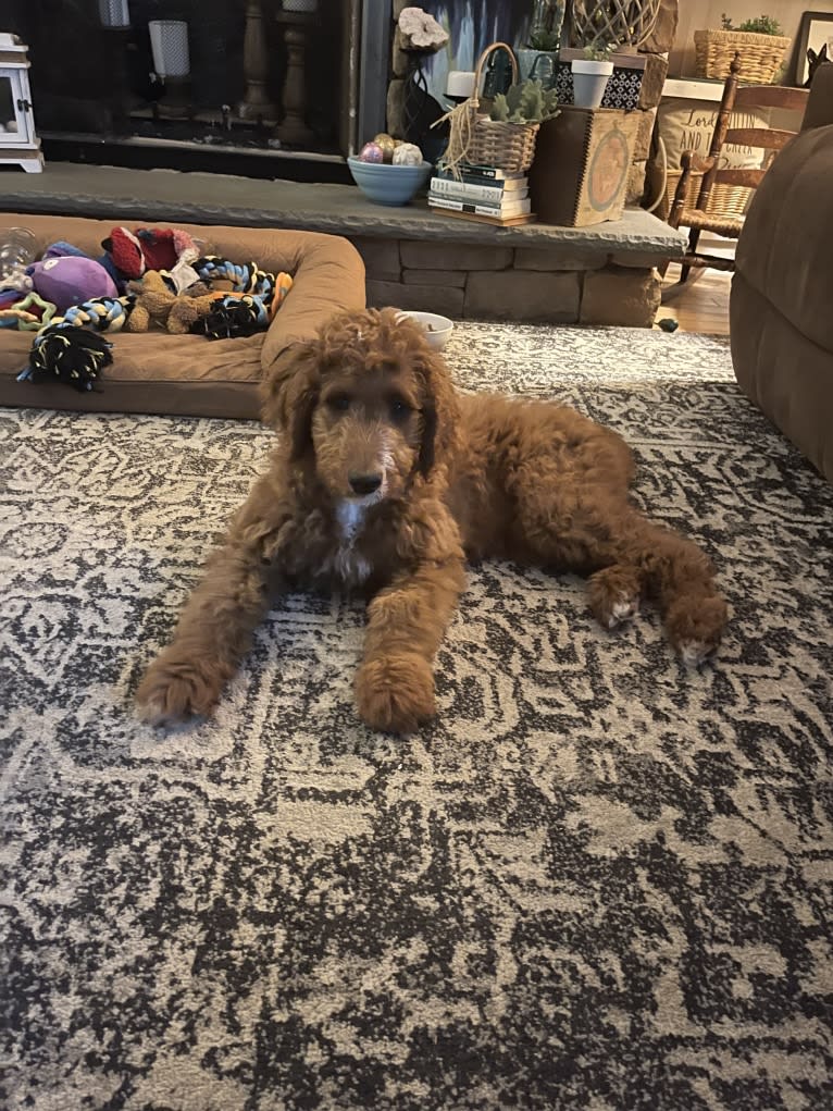 Figgy, a Goldendoodle tested with EmbarkVet.com