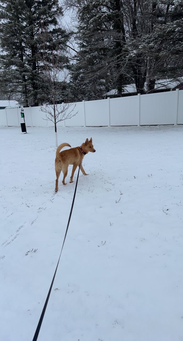 Hazel, a German Shepherd Dog and American Pit Bull Terrier mix tested with EmbarkVet.com