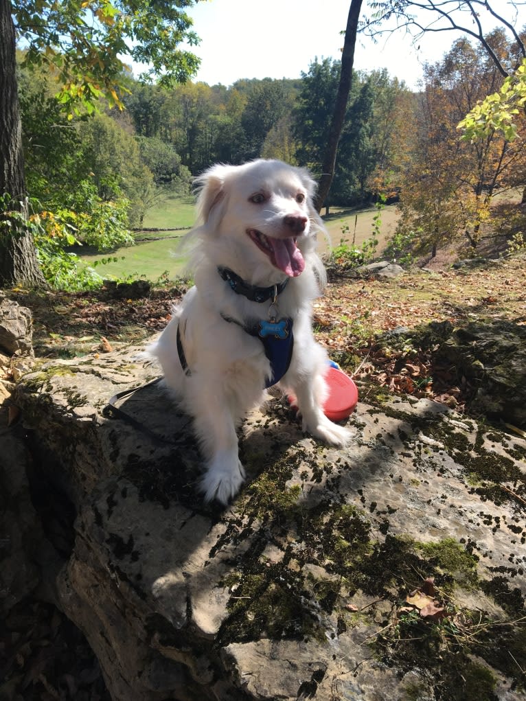 Finley, an Arabian Village Dog and Pekingese mix tested with EmbarkVet.com