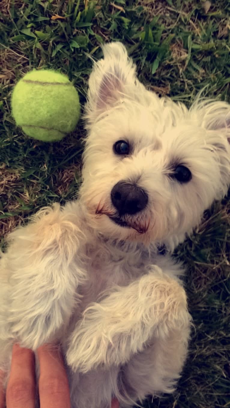 Buddy, a Bichon Frise and Miniature Schnauzer mix tested with EmbarkVet.com