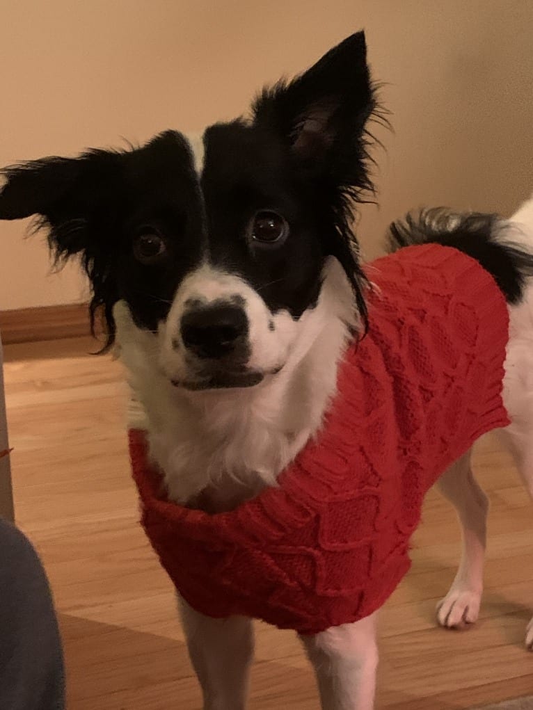 Maisey, an American Village Dog tested with EmbarkVet.com