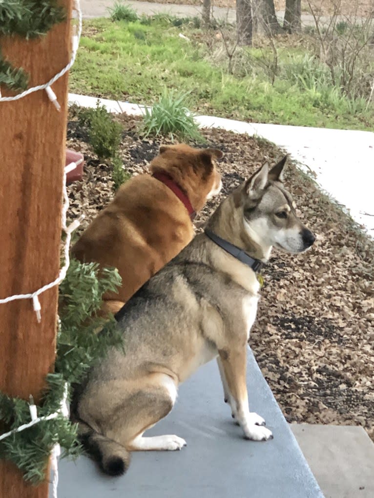 Kaeko, a Siberian Husky and Chow Chow mix tested with EmbarkVet.com