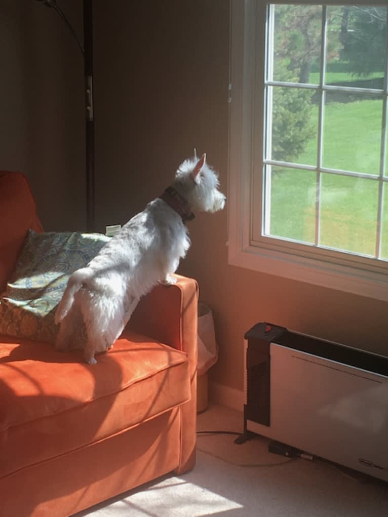 Skye, a West Highland White Terrier tested with EmbarkVet.com