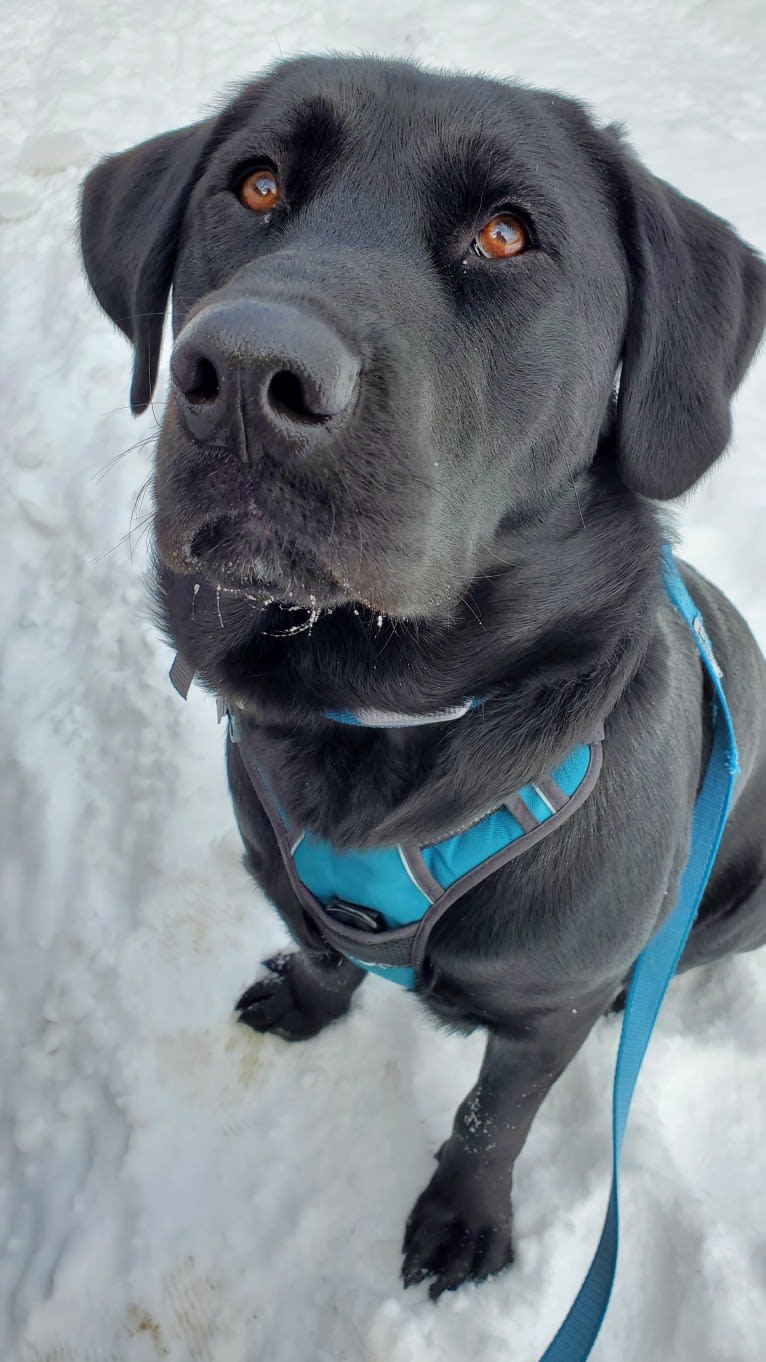 Chowder, a Siberian Husky and Labrador Retriever mix tested with EmbarkVet.com