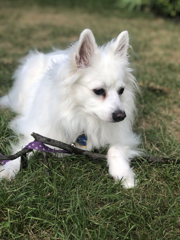 Koda, an American Eskimo Dog tested with EmbarkVet.com