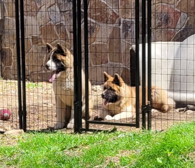 Geena, an Akita tested with EmbarkVet.com