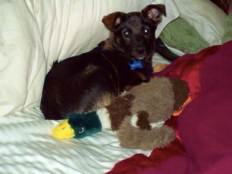 Brutus, a Norwegian Elkhound and Australian Cattle Dog mix tested with EmbarkVet.com