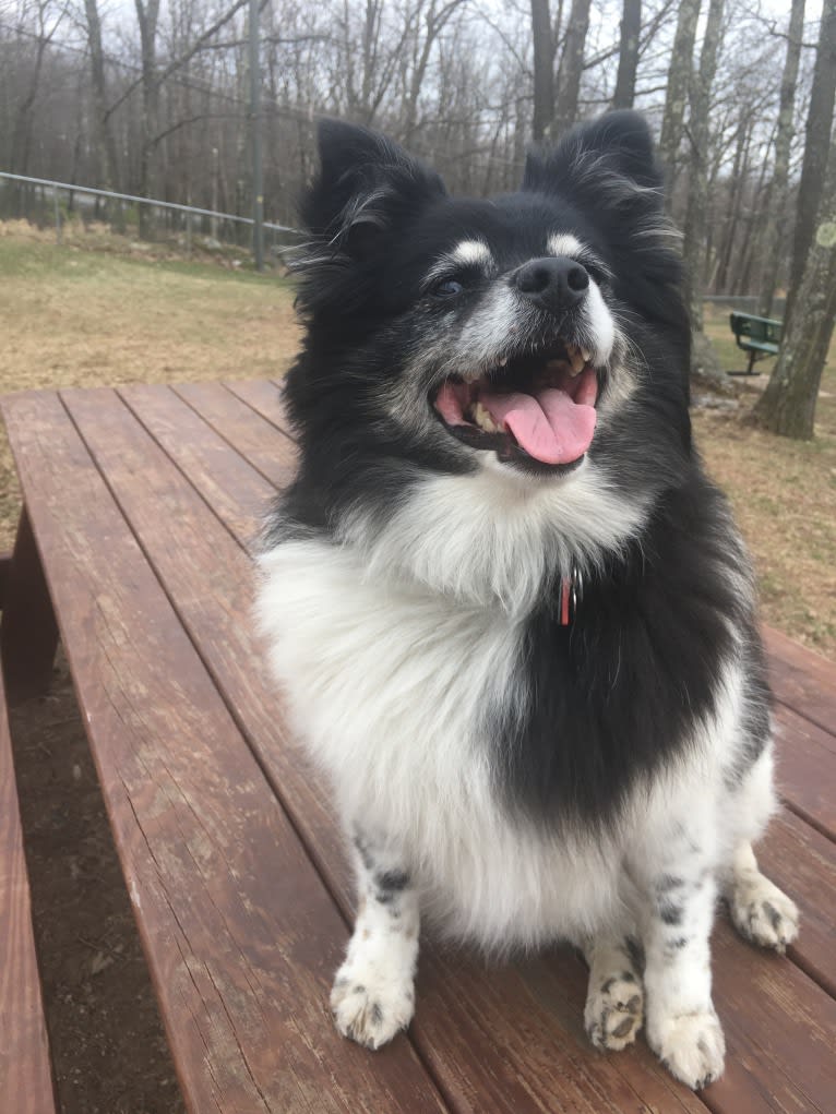 Piper, an American Eskimo Dog and Pomeranian mix tested with EmbarkVet.com