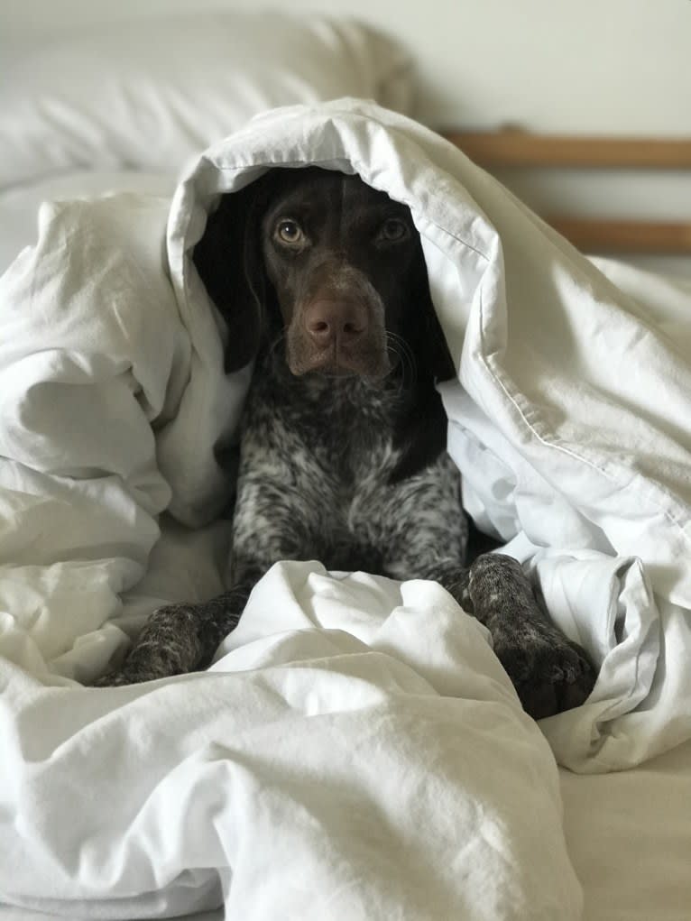 Marcela, a German Shorthaired Pointer tested with EmbarkVet.com