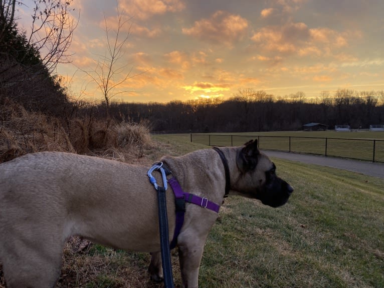 zerah, a Perro de Presa Canario tested with EmbarkVet.com