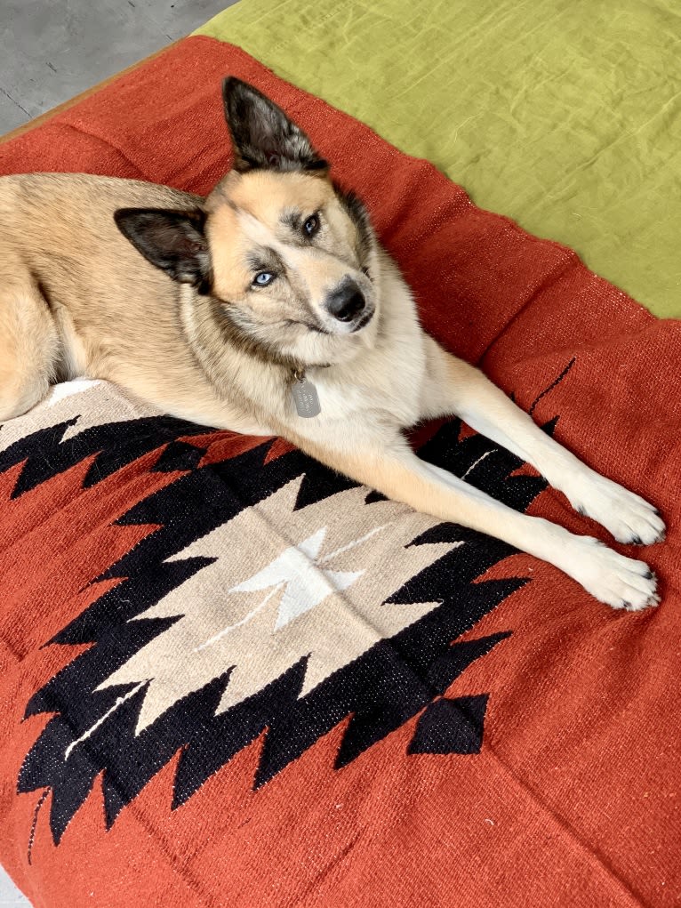 Charlie Wyatt, a Siberian Husky and Australian Cattle Dog mix tested with EmbarkVet.com