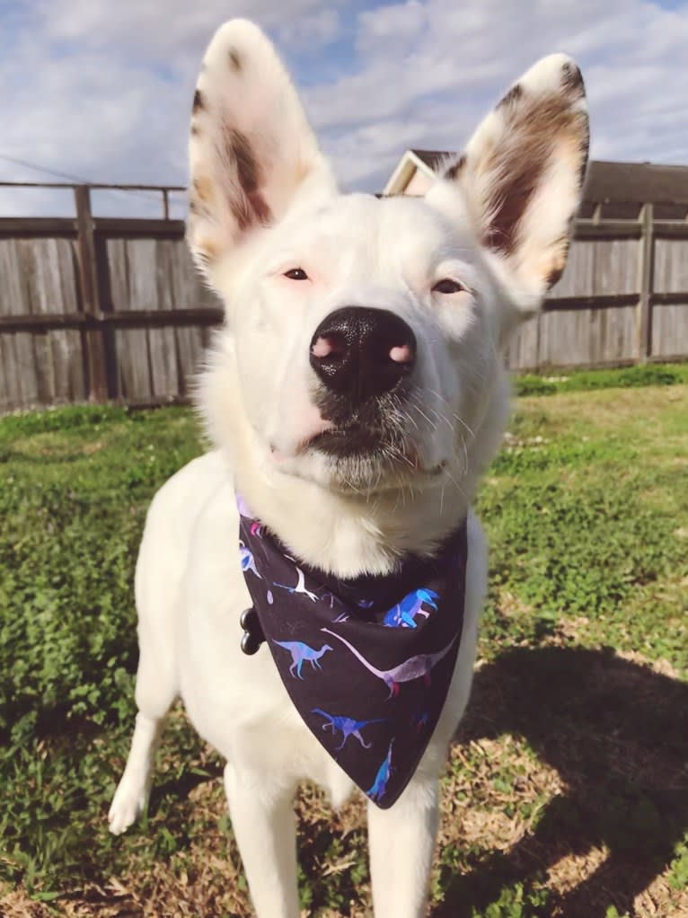 Finn, an Australian Cattle Dog and Australian Shepherd mix tested with EmbarkVet.com