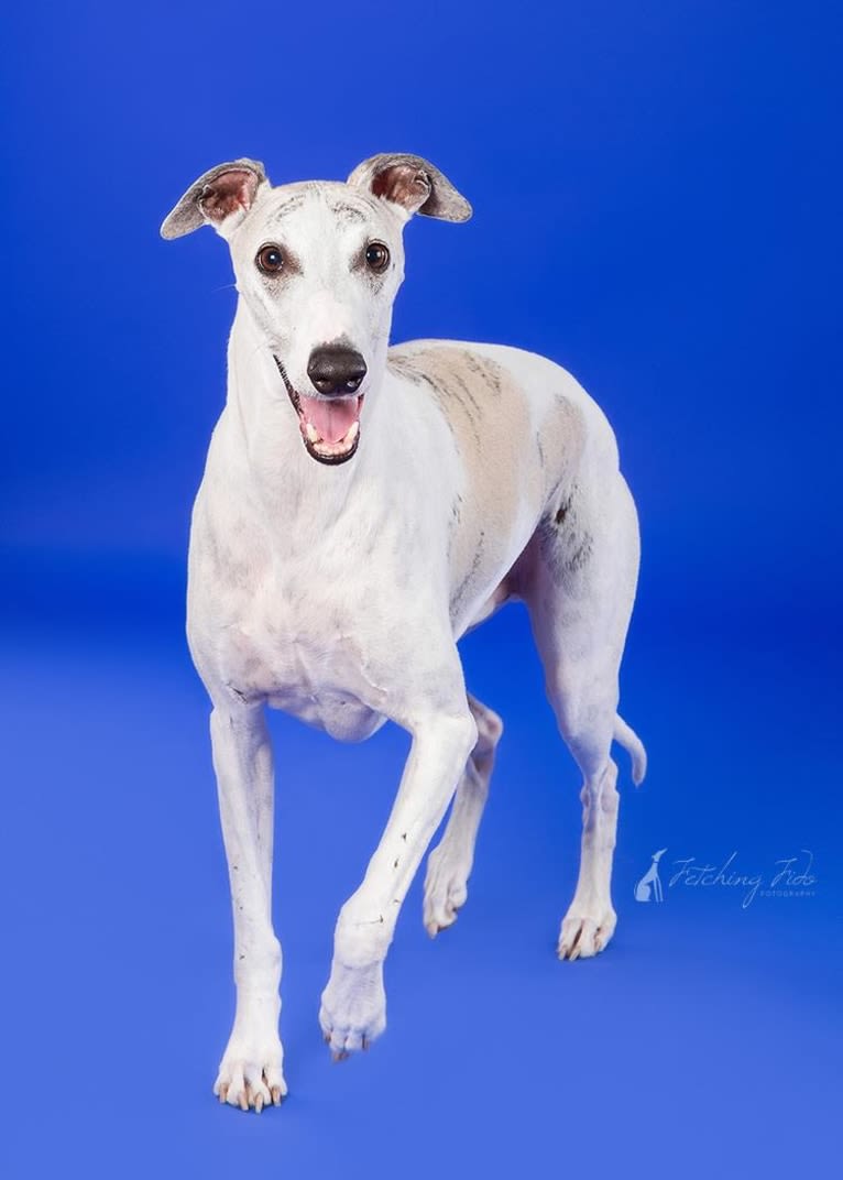 Jack, a Whippet tested with EmbarkVet.com