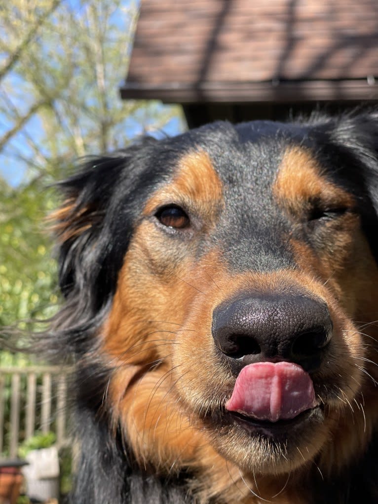 Louie, an English Shepherd tested with EmbarkVet.com