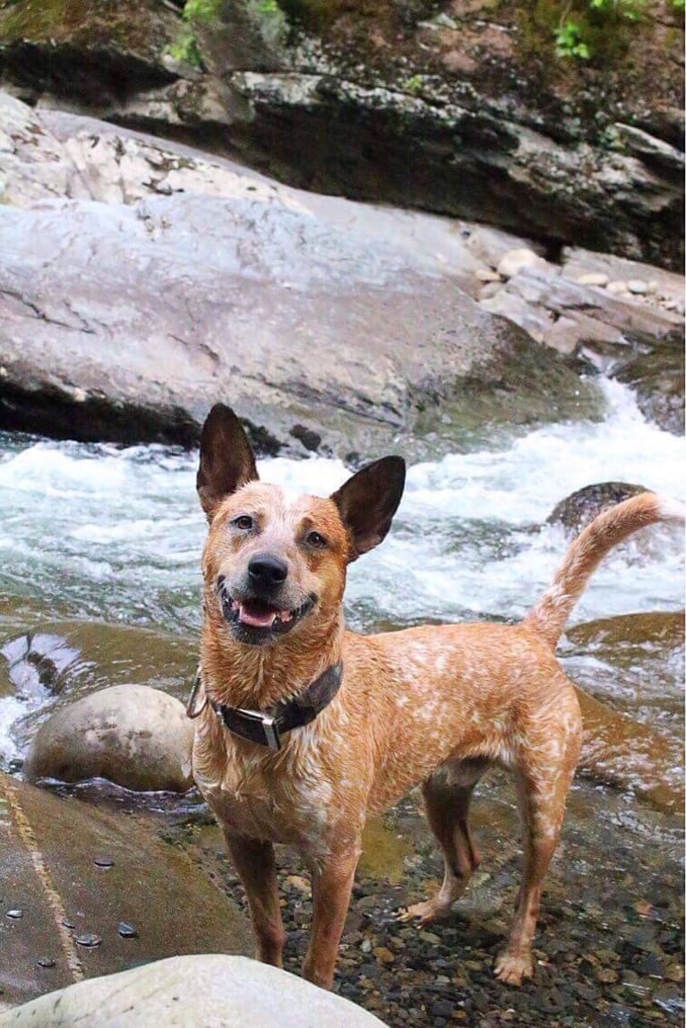 Frost, an Australian Cattle Dog tested with EmbarkVet.com