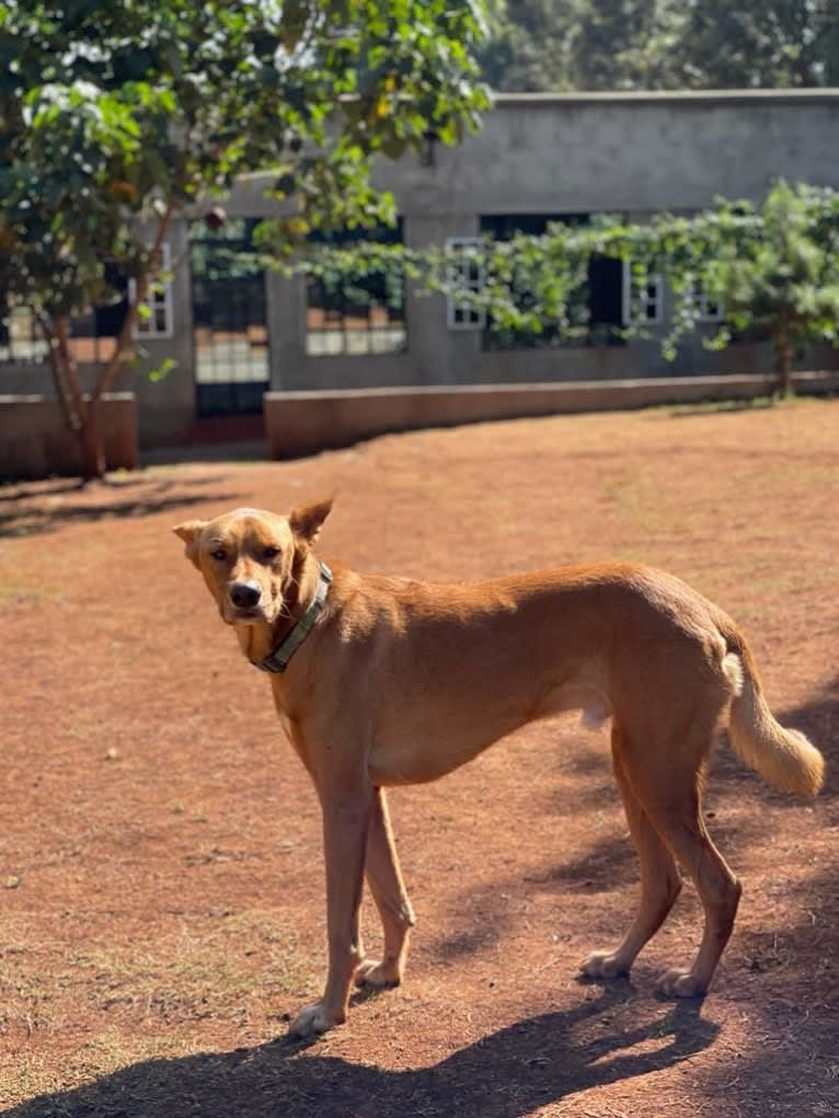 Oscar, a Central and East African Village Dog tested with EmbarkVet.com